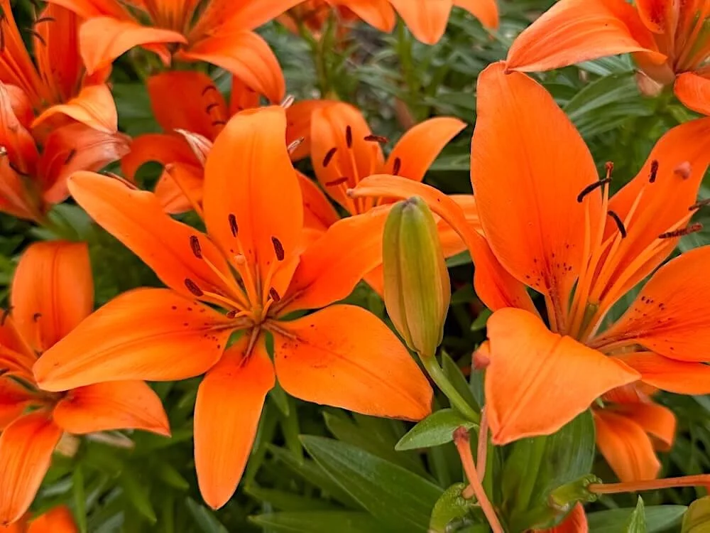 Lilium 'Matrix Orange' (Matrix Orange Asiatic Lily) | Bulbs